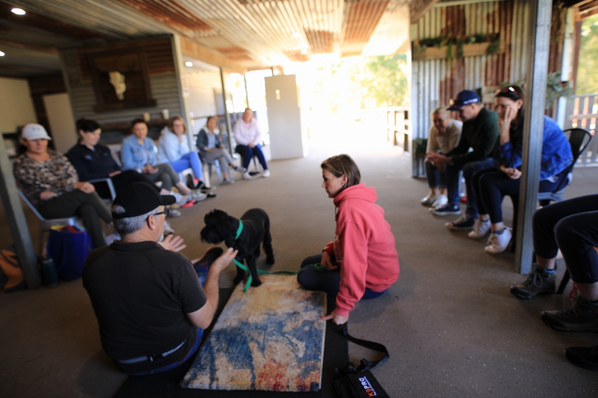 Intensive Obedience dog training