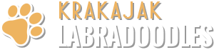 Krakajack Labradoodles
