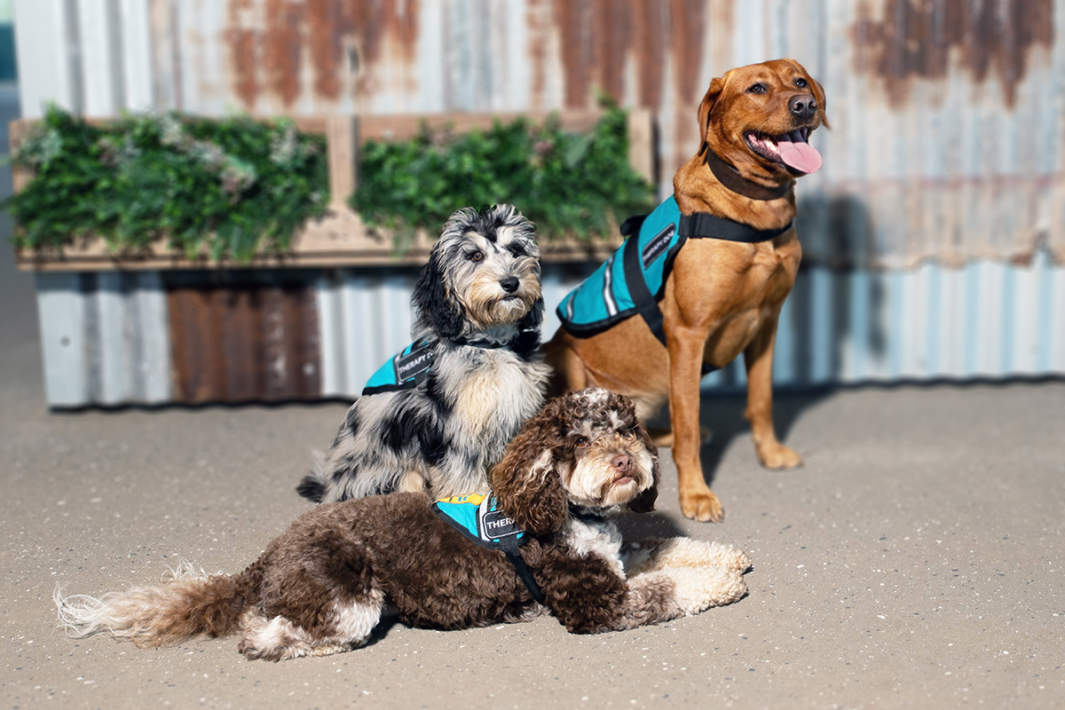 Therapy dog services