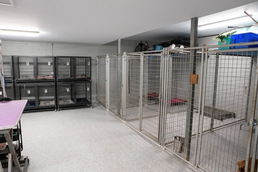 Stay and Train Puppy Training Brisbane Stay and Train Puppy Training Brisbane