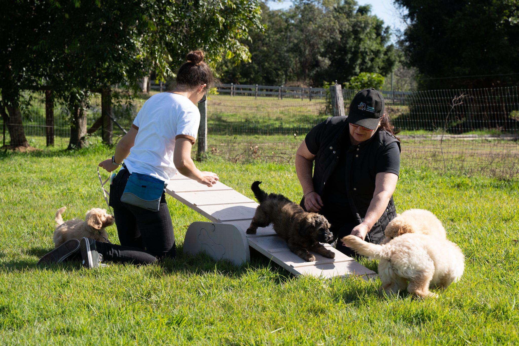 Stay and Train Puppy Training Brisbane Stay and Train Puppy Training Brisbane