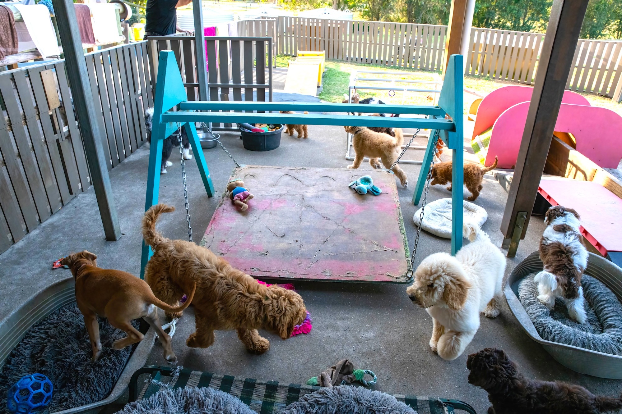 Stay and Train Puppy Training Brisbane Stay and Train Puppy Training Brisbane