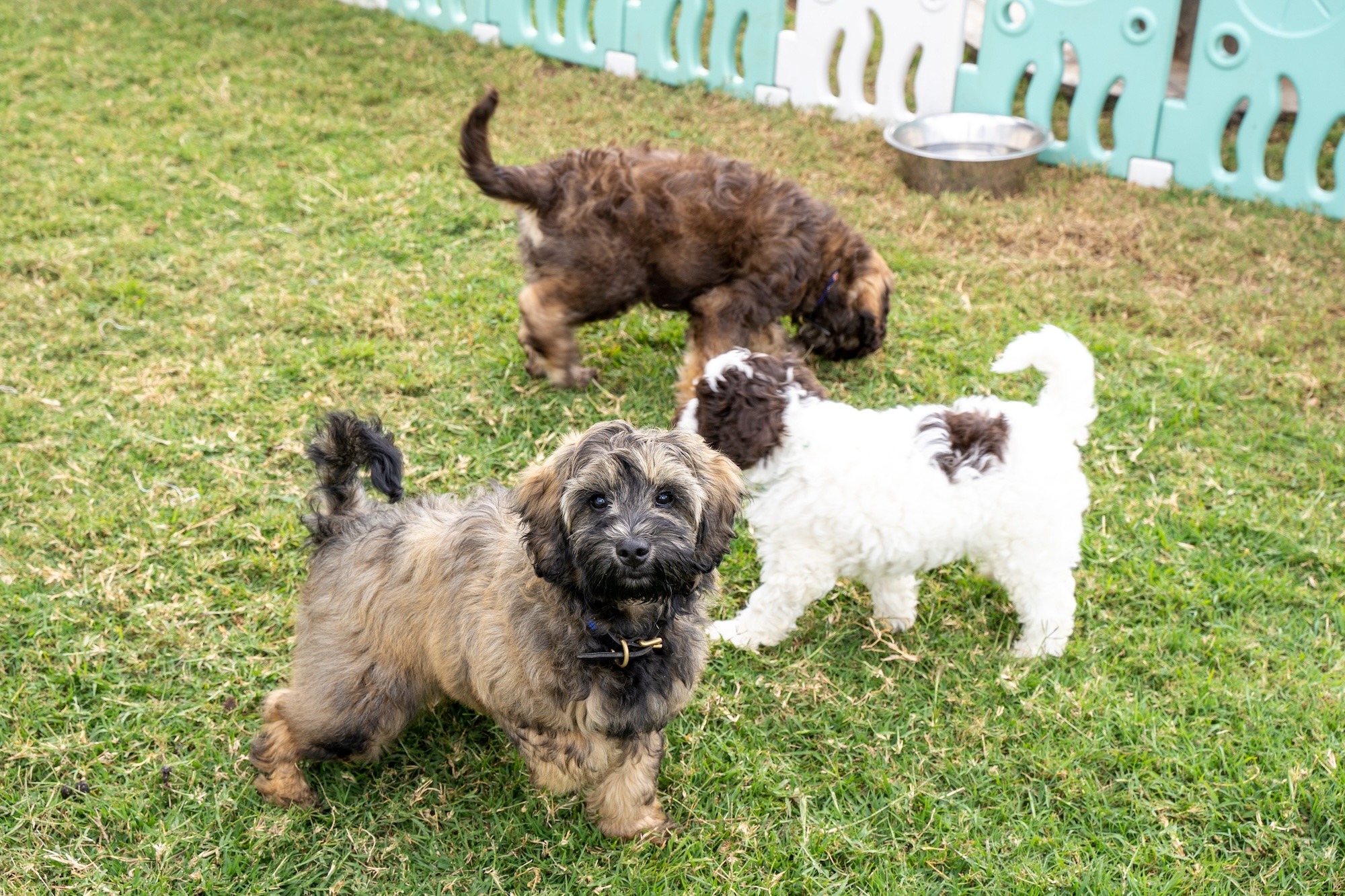 Stay and Train Puppy Training Brisbane Stay and Train Puppy Training Brisbane