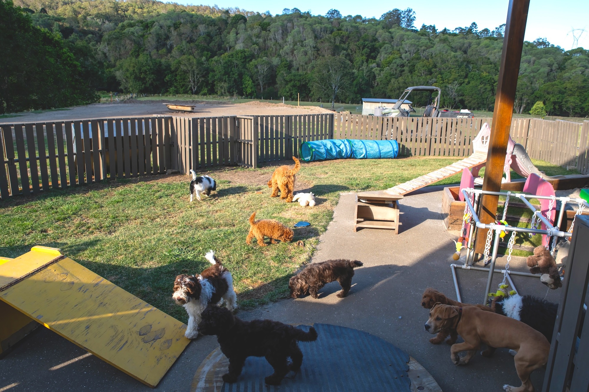 Stay and Train Puppy Training Brisbane Stay and Train Puppy Training Brisbane