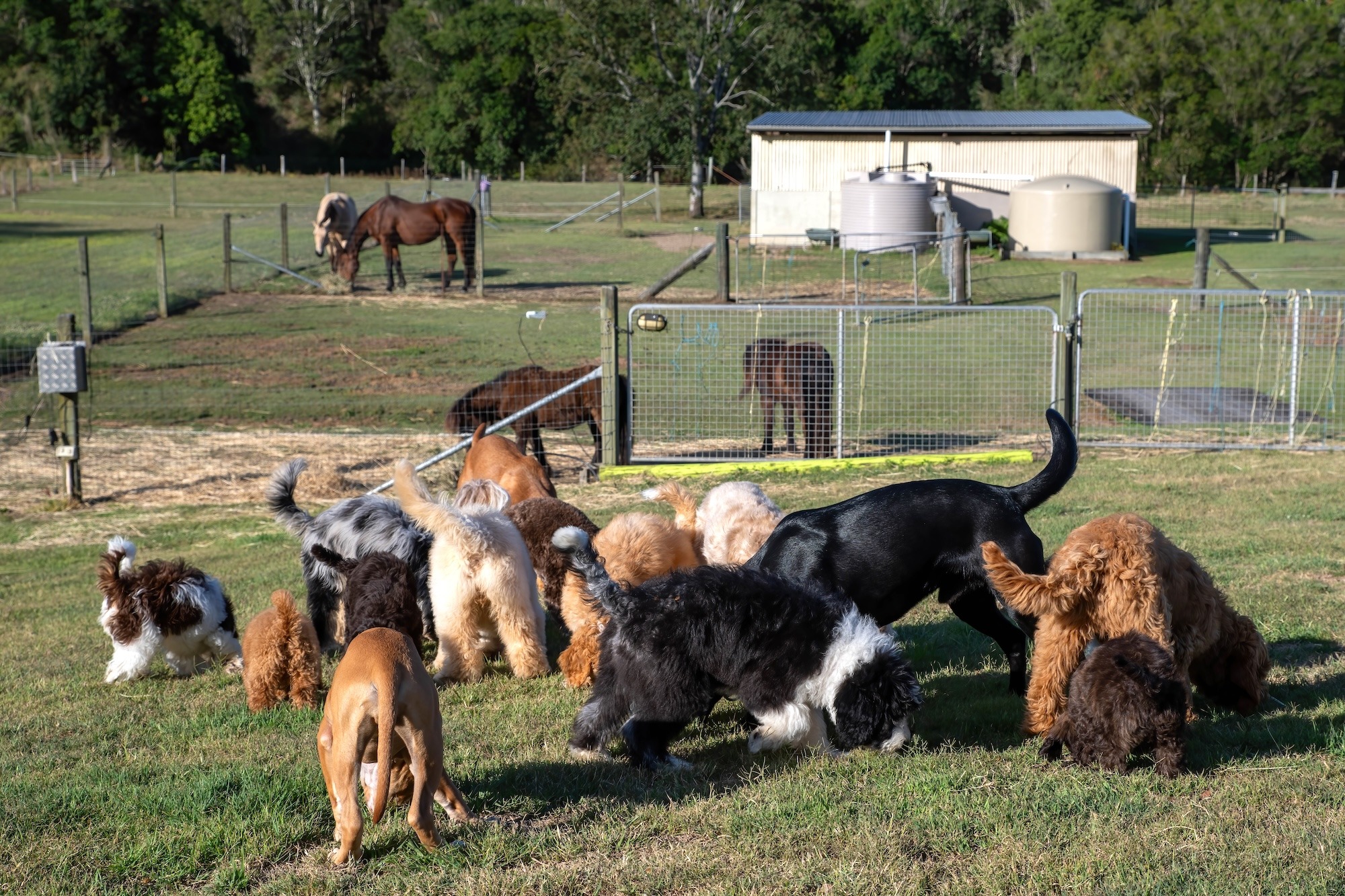 Stay and Train Puppy Training Brisbane Stay and Train Puppy Training Brisbane