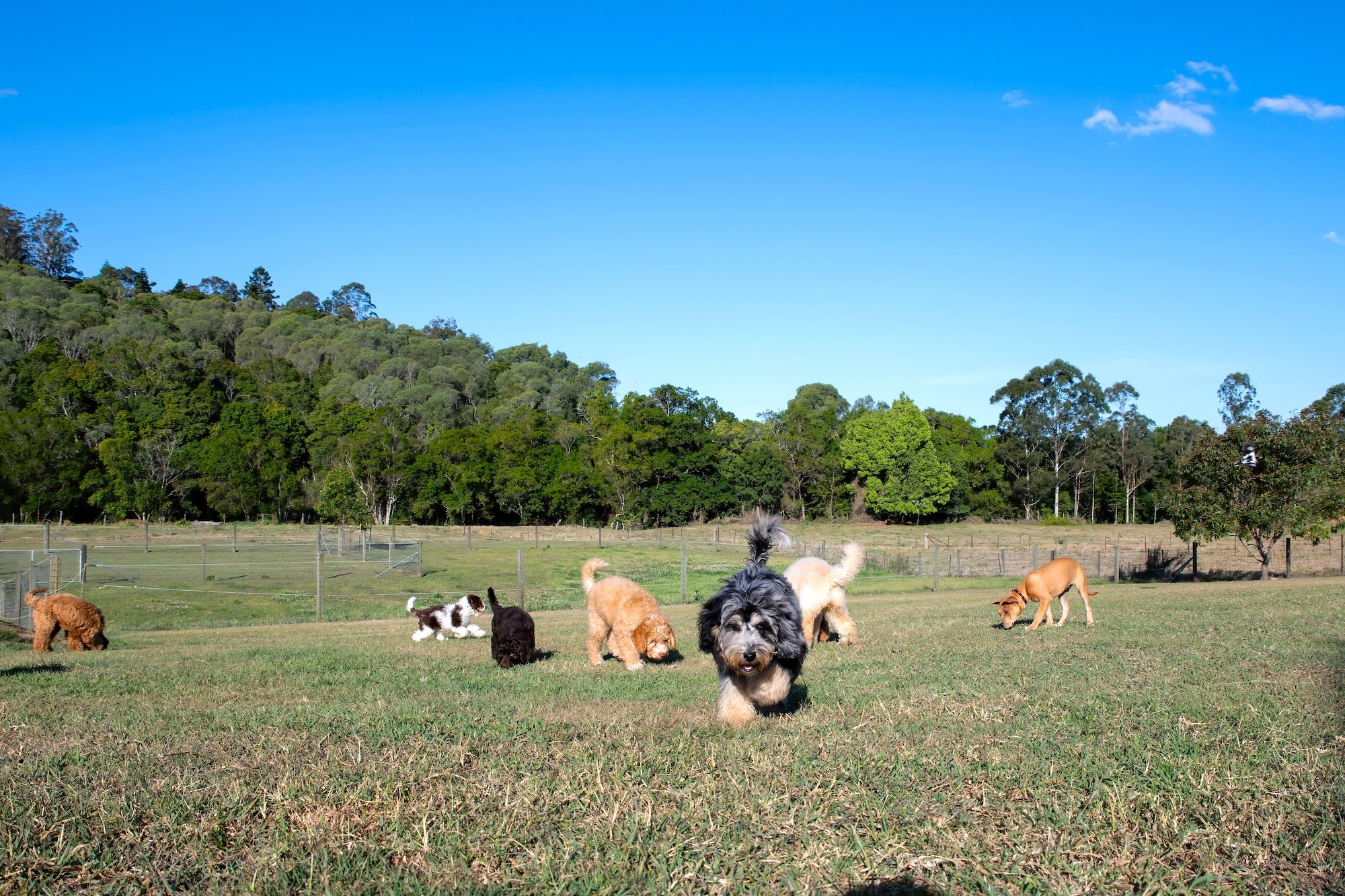 Stay and Train Puppy Training Brisbane Stay and Train Puppy Training Brisbane