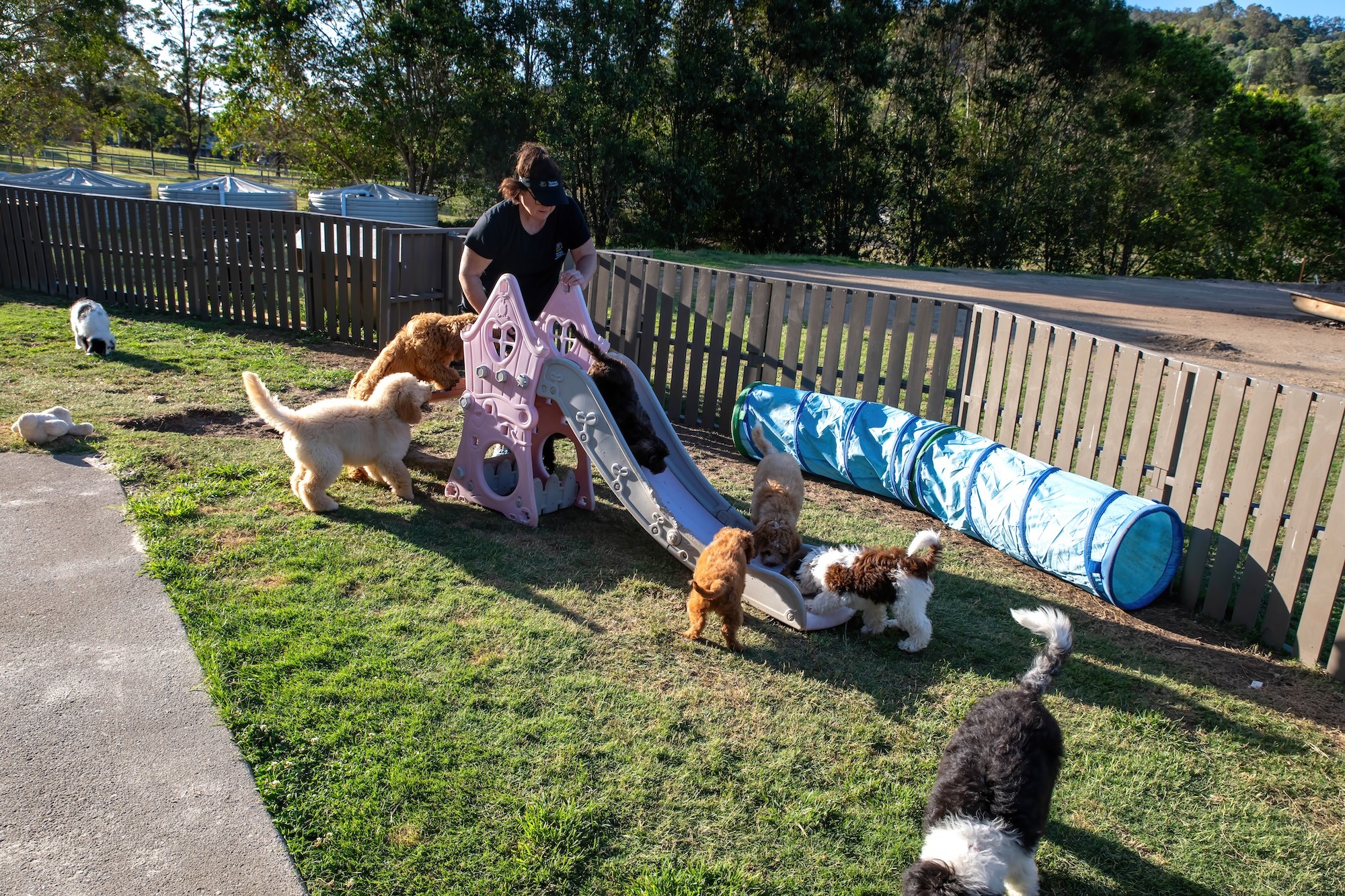Stay and Train Puppy Training Brisbane Stay and Train Puppy Training Brisbane