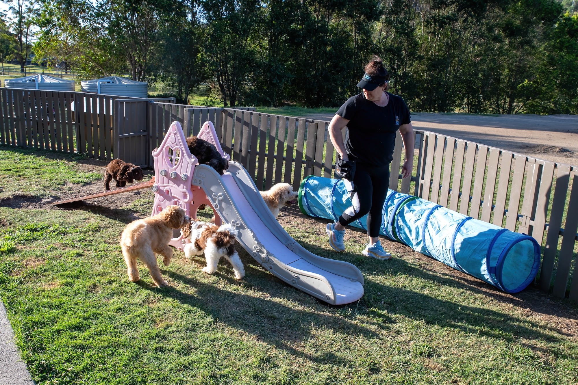 Stay and Train Puppy Training Brisbane Stay and Train Puppy Training Brisbane