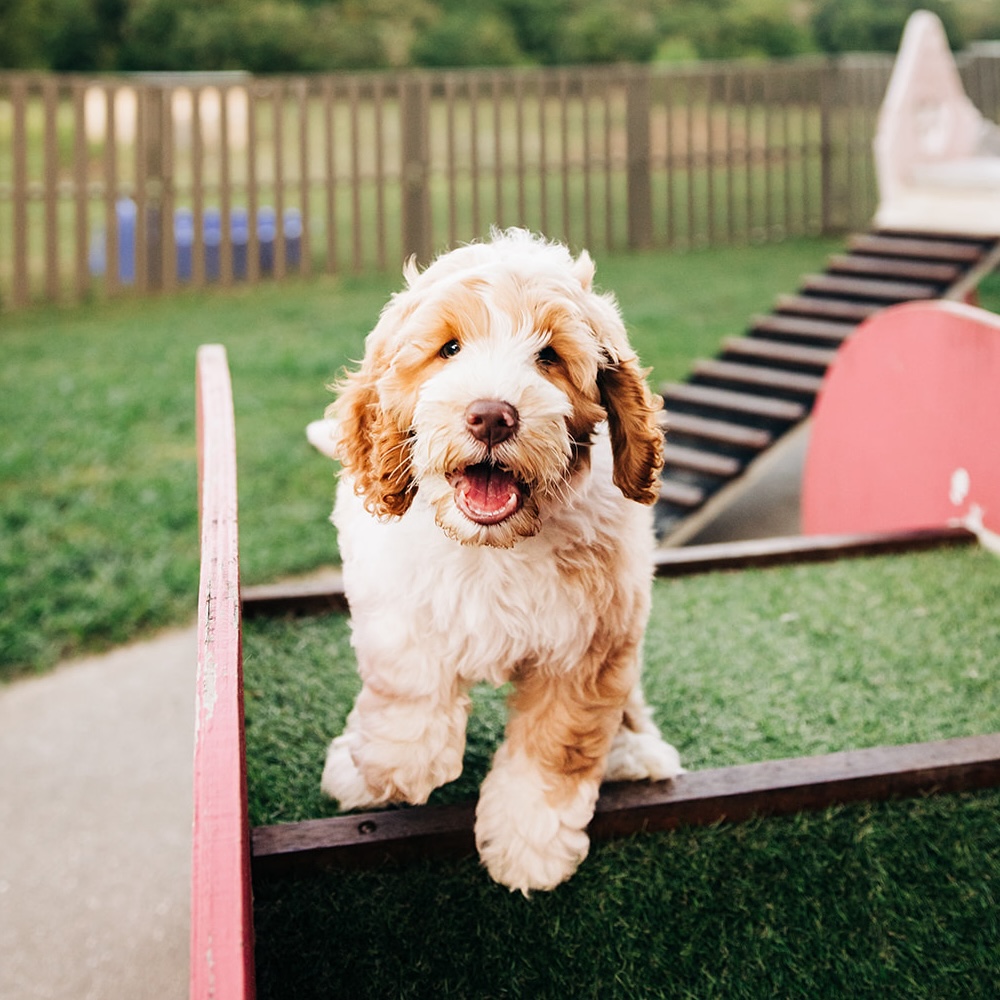 Therapy and Support Animals Australia Stay and train puppy training TASAA