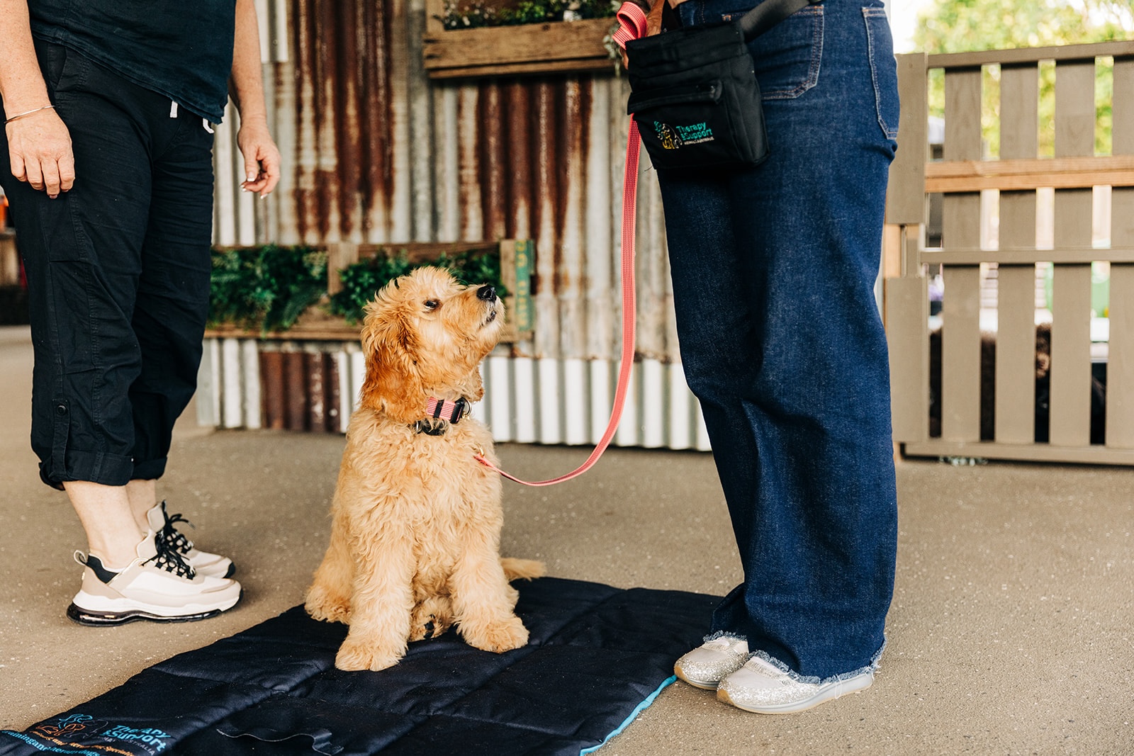 Therapy and Support Animals AustraliaIntensive Obedience Course TASAA Intensive Obedience Course TASAA
