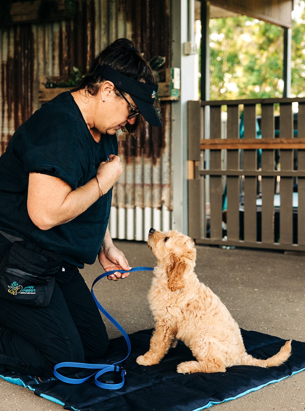 TASAA Puppy training Puppy stay and train