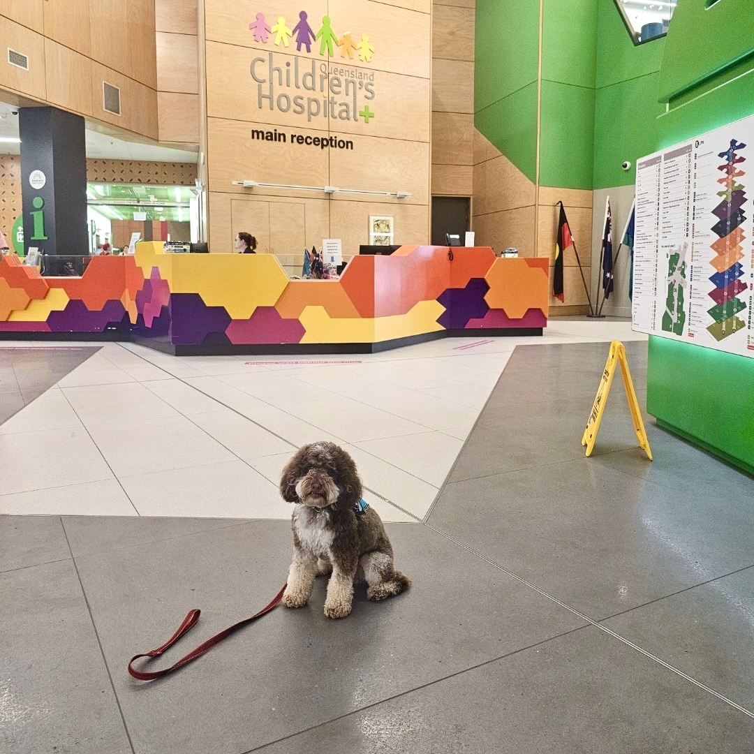 Therapy dog services
