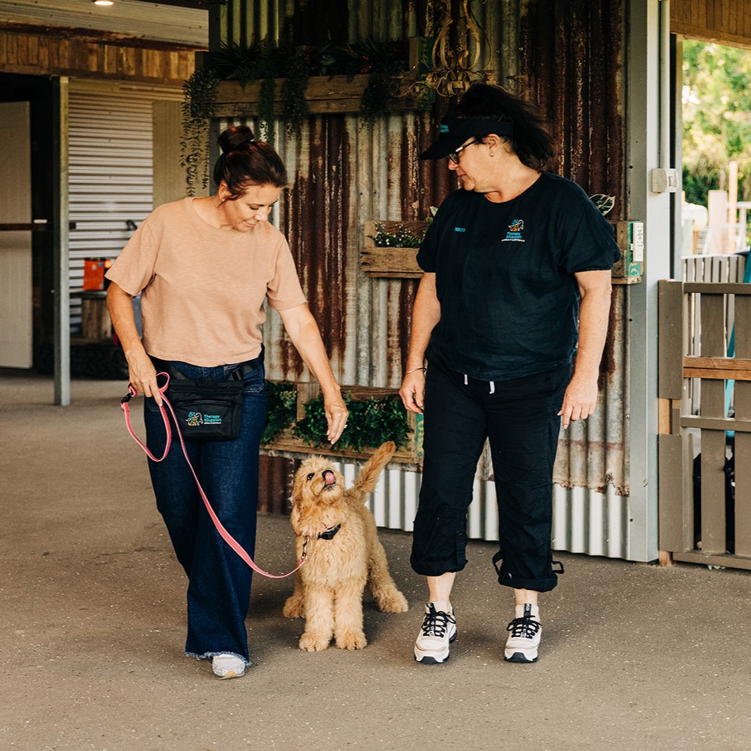 dog training courses