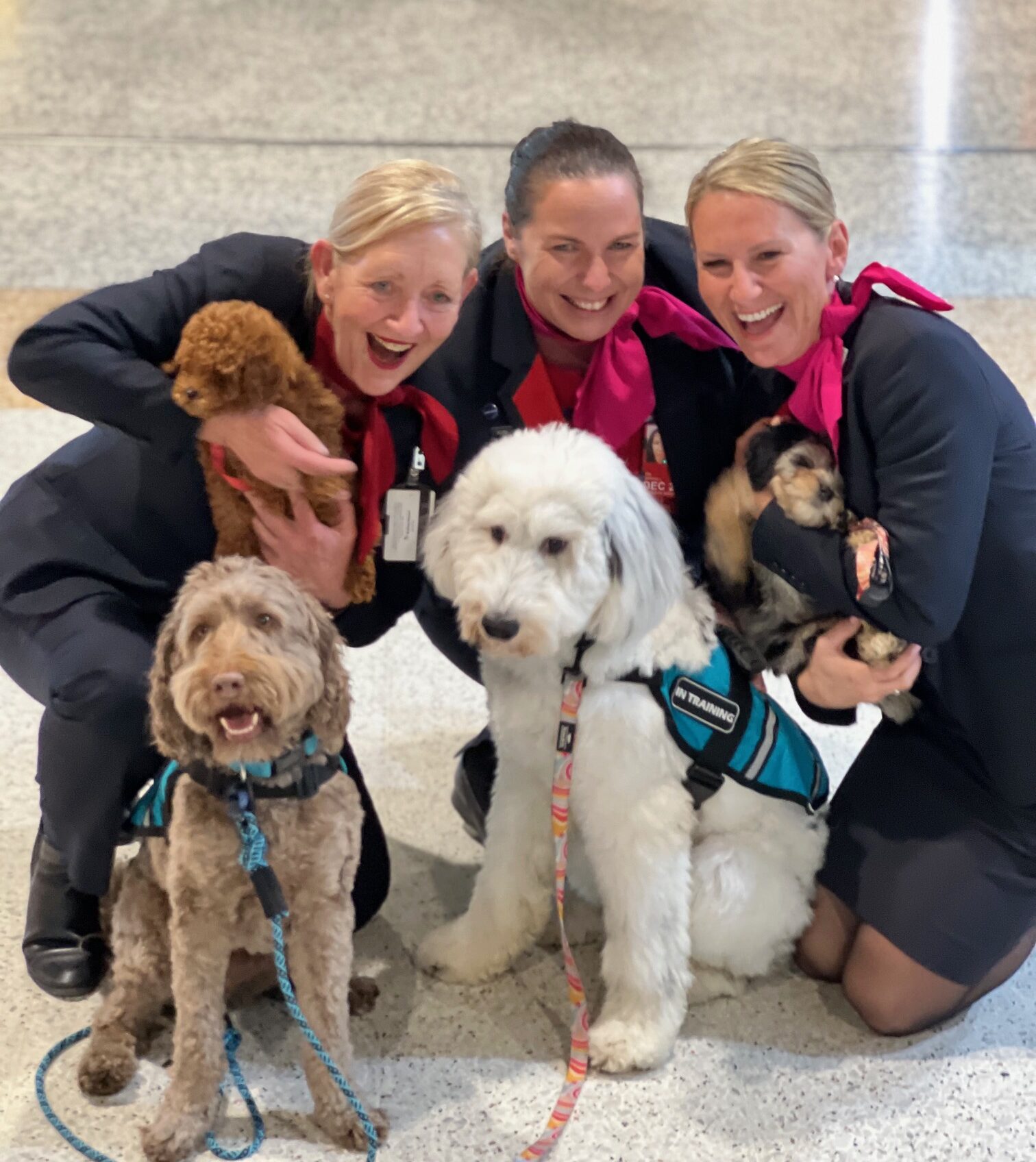 Therapy dog certification