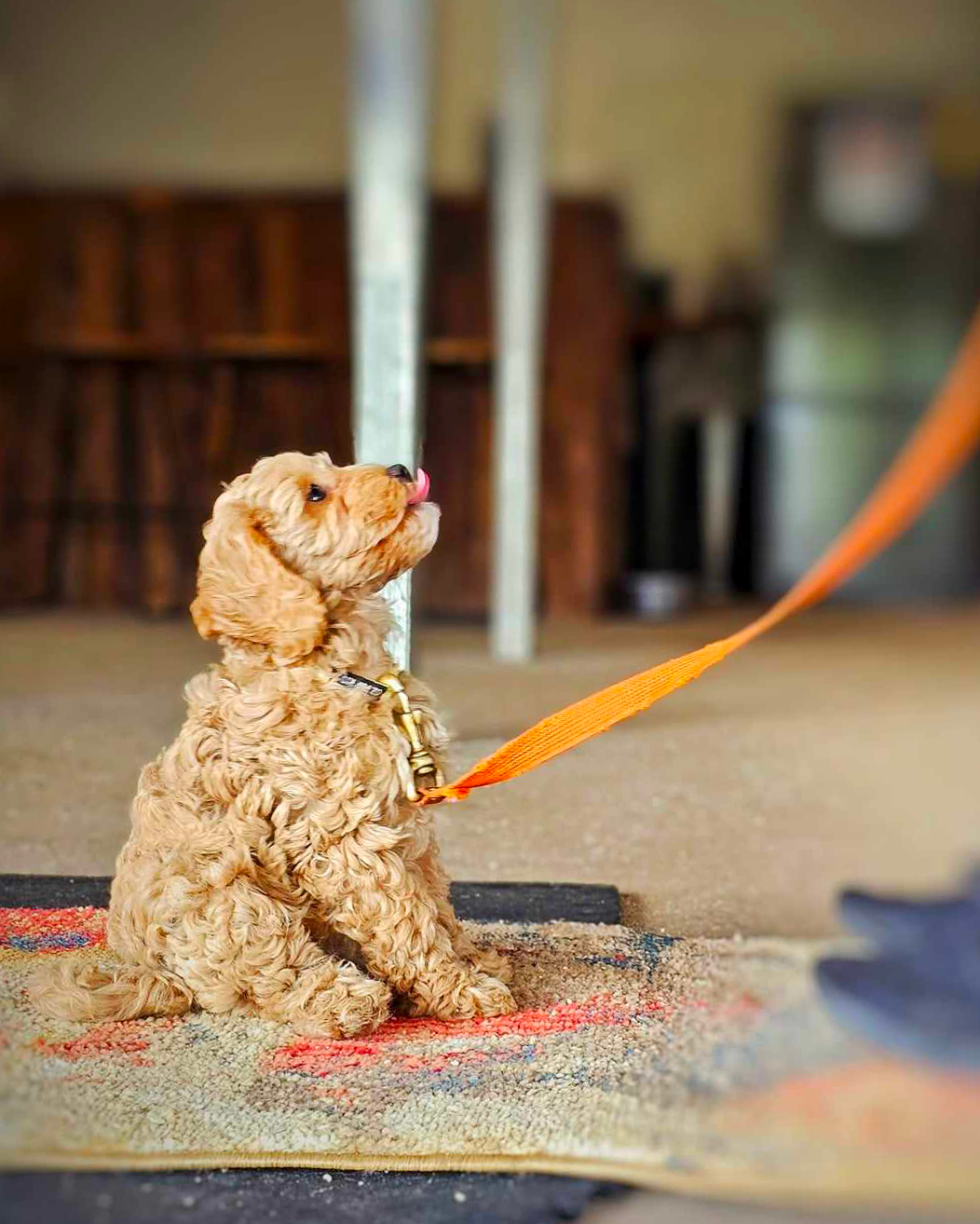 puppy training TASAA puppy training TASAA