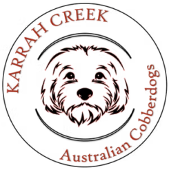 Karrah Creek Australian Cobberdogs